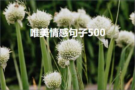 唯美情感句子500（文案298条）